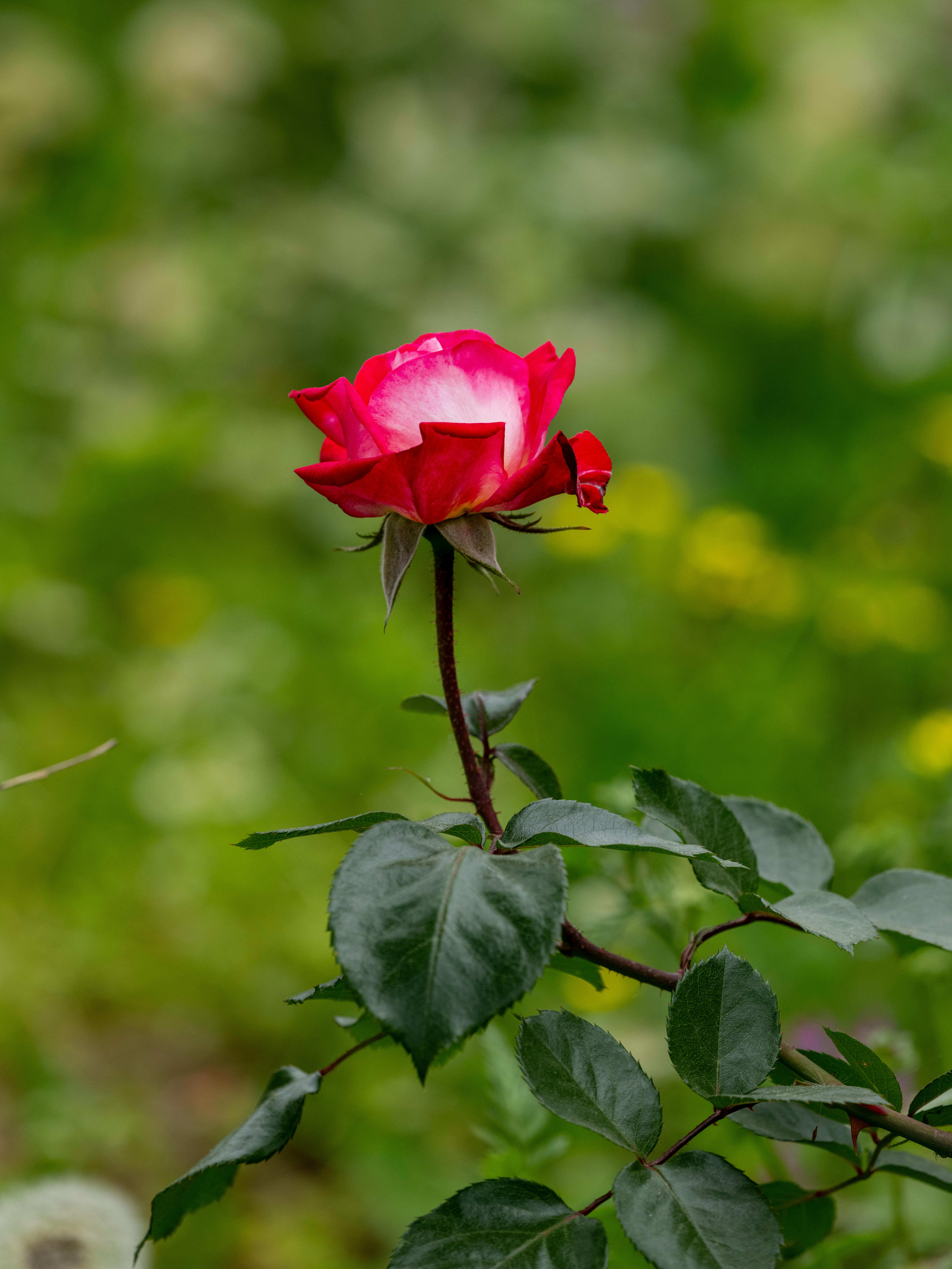Vasco's Blooms — fiore a stelo