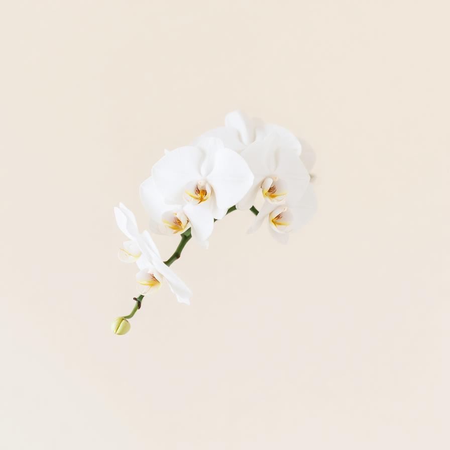 Orchidea Bianca — stelo singolo